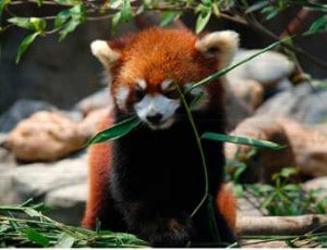 A red panda eating leaves